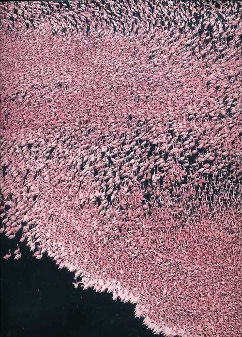 Photo:  Aerial view of pink flamingos